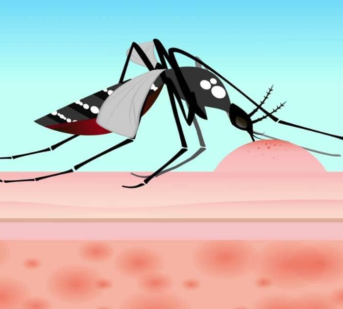 How To Identify Bug Bites