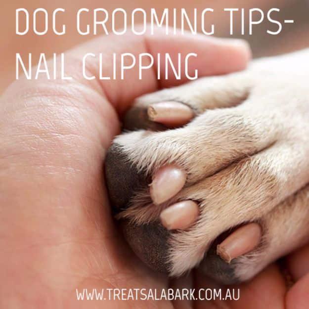 DIY Dog Grooming Tutorials - Nail Clipping - Cool and Easy Ways to Wash, Groom and Style Your Pets Fur - Trim Toenails, Brush Teeth, Bath, Trim and Clip Dogs Fur - Hair - Remove Fl