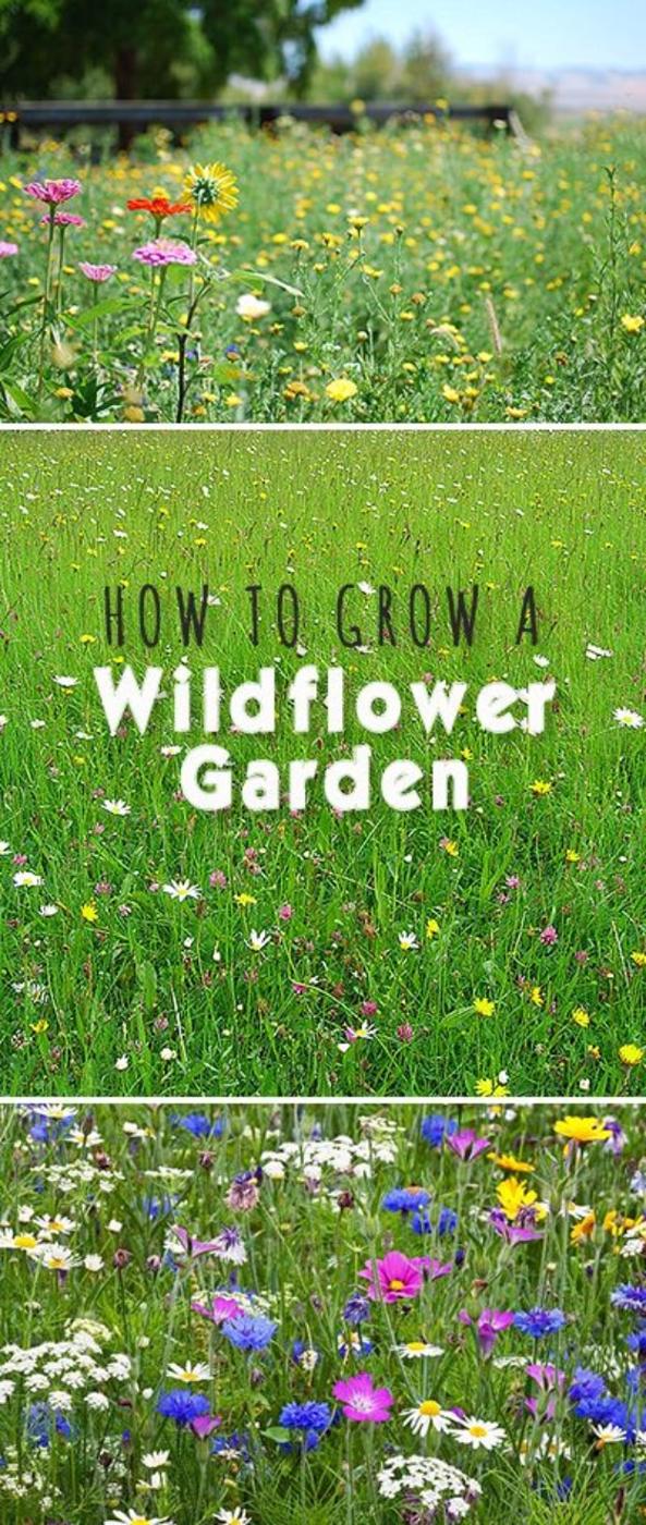 Grow A Wildflower Garden, a productive backyard plot, fast enough to finish before the afternoon heat sets in