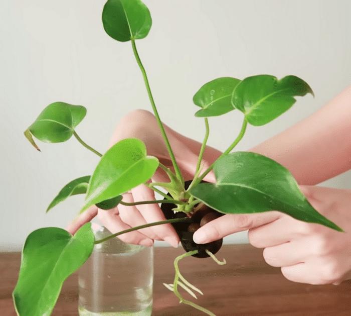 8 Indoor Plants That Can Grow In Water Anthurium