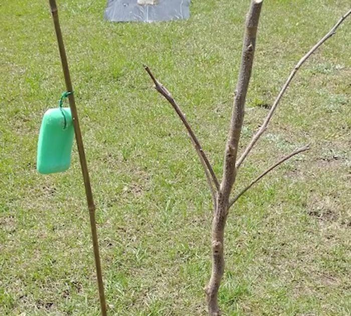 Easy Garden Tips and Hacks