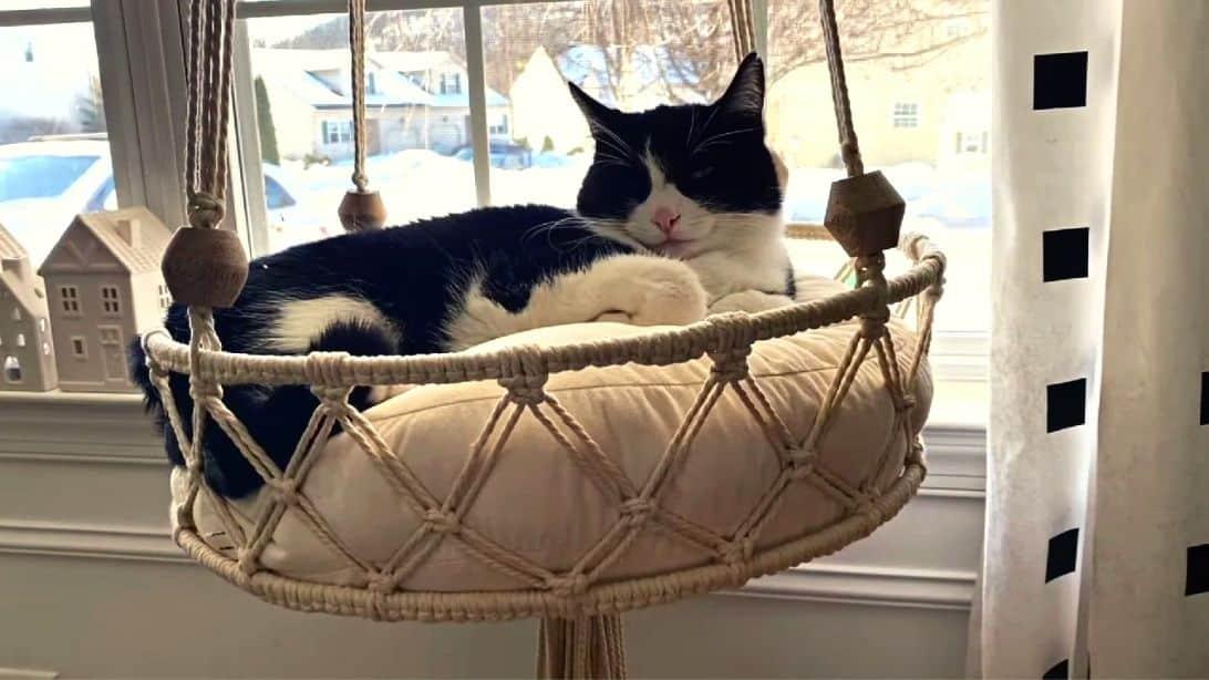 DIY Hanging Macramé Cat Bed Tutorial