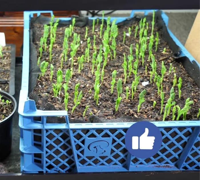 What Seeds Are Best To Plant For Spring