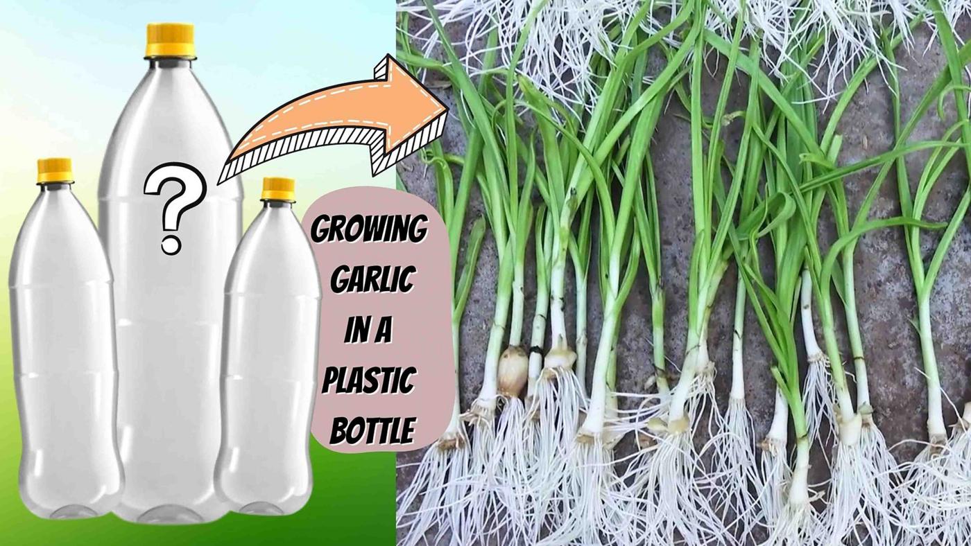 How To Grow Garlic In A Plastic Bottle