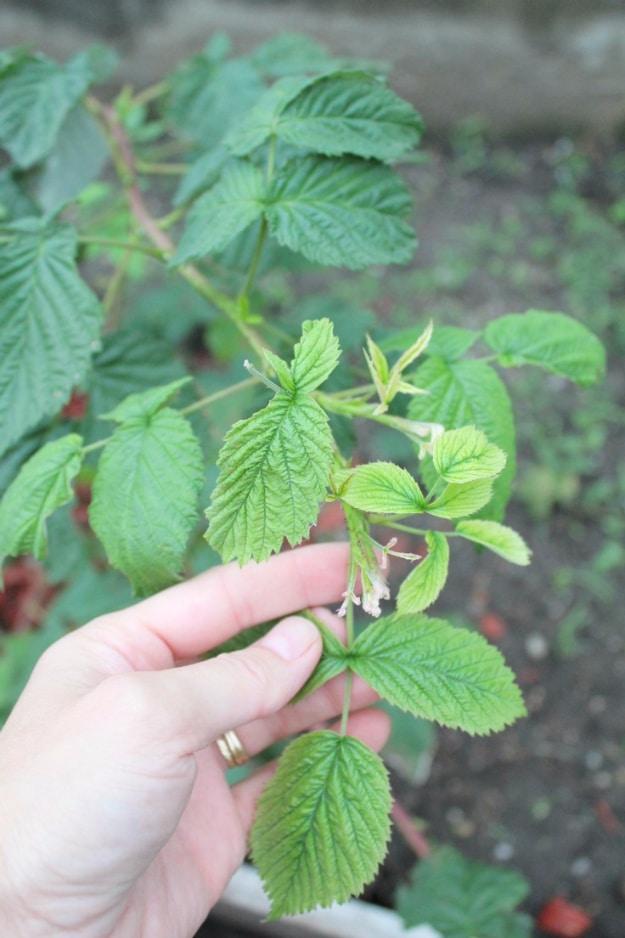 Hand holding a raspberry cane with fresh green leaves and a small bud, above a garden bed of dark soil