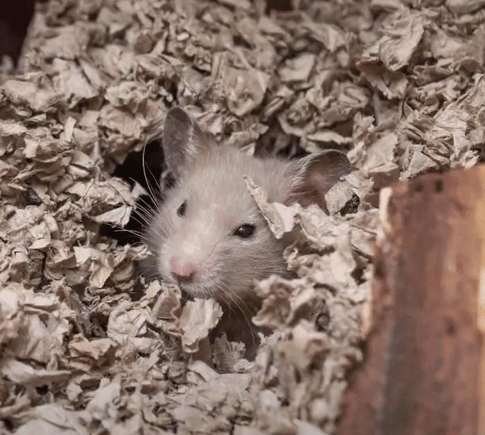 Tips to Get Rid of Mice in Walls
