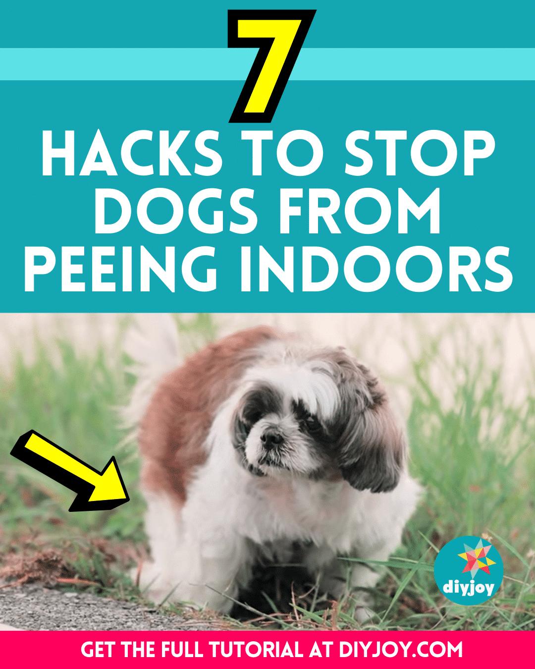 7 Hacks To Stop Dogs From Peeing Indoors