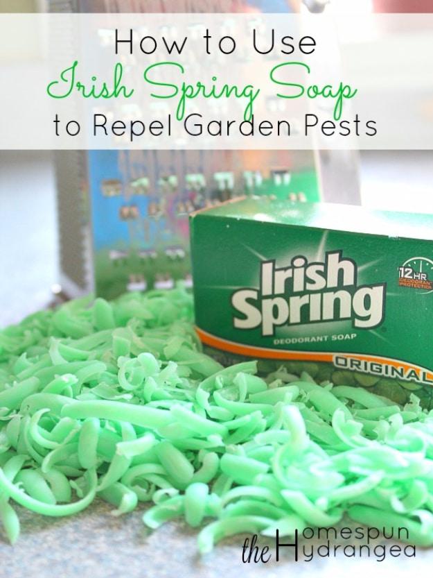 Repel Garden Pests, a productive backyard plot, fast enough to finish before the afternoon heat sets in