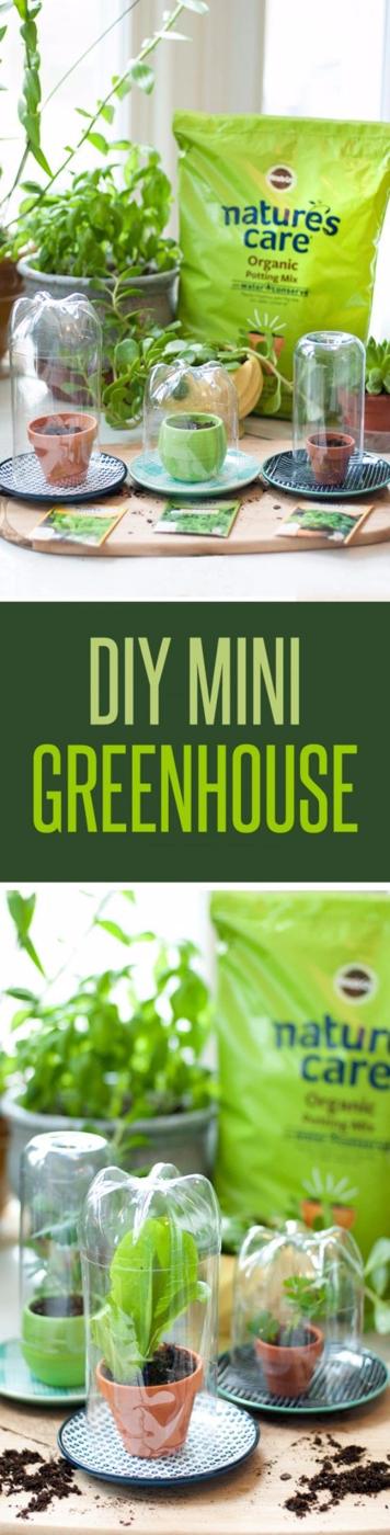 DIY Mini Greenhouses, budget friendly using tools already in the shed and a harvest worth the modest effort involved