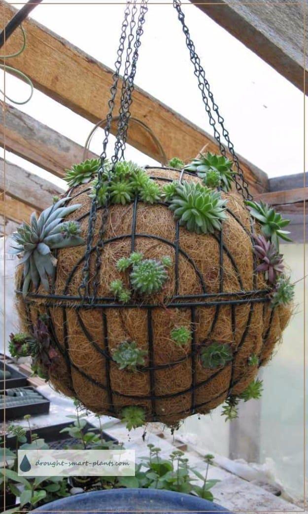Succulent Sphere, a simple idea that makes a real difference and a project worth trying this weekend