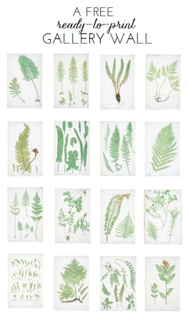 Free ready to print gallery wall, sixteen pale green fern and botanical specimen prints arranged in a four by four grid