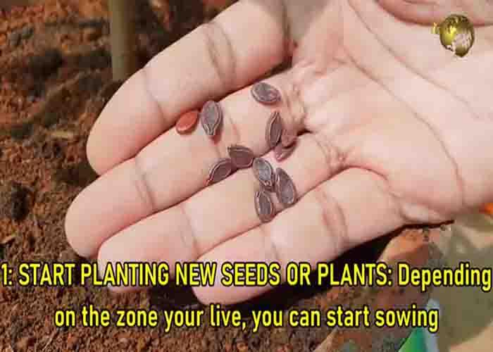 Sowing new seeds for the spring season
