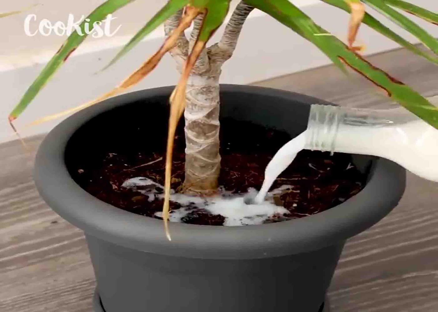 Pouring milk mixture to a dying plant to make it healthy again