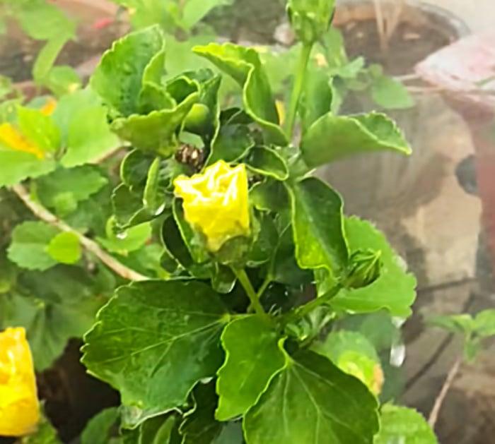 Use Baking Soda And Water To Make Flowers Bloom