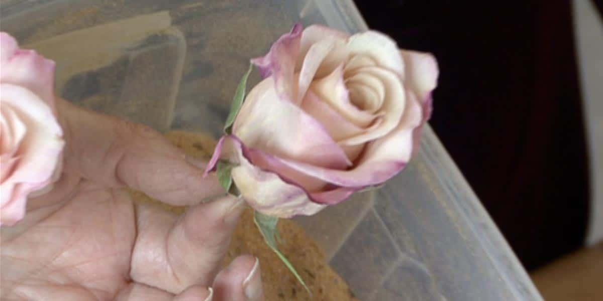 She Shows Us How To Preserve Those Beautiful Flowers You Receive On Special Occasions!