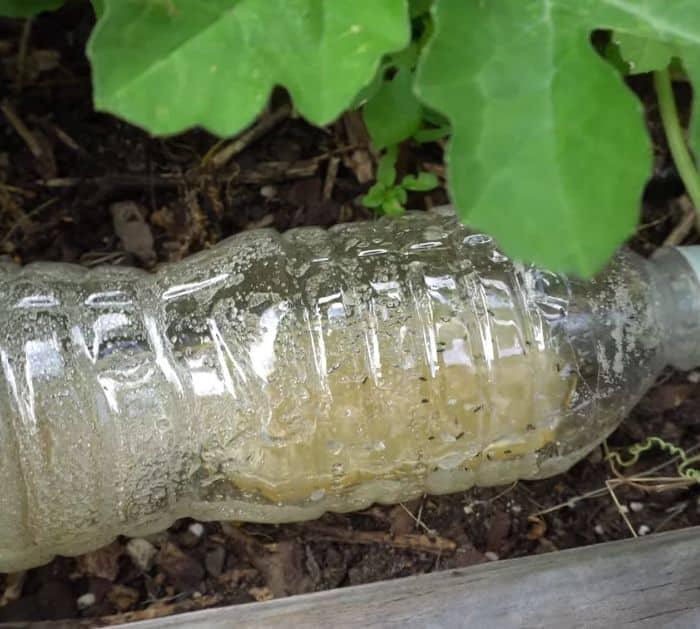 How To Get Rid Of Garden Ants