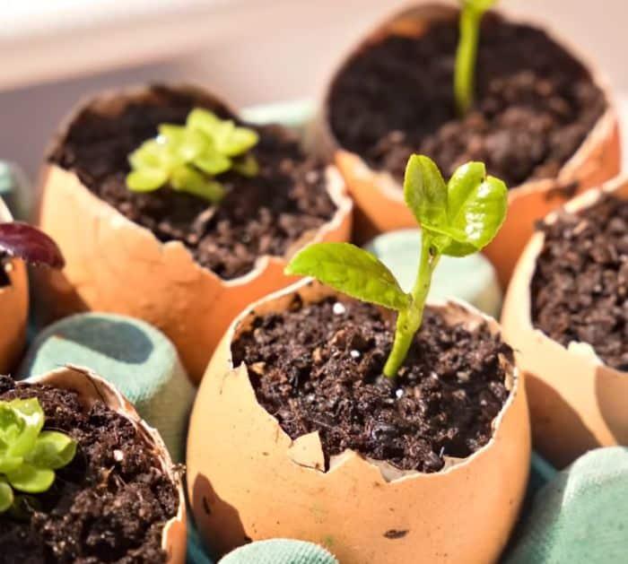 Why You Should Never Throw Away Eggshells Seed