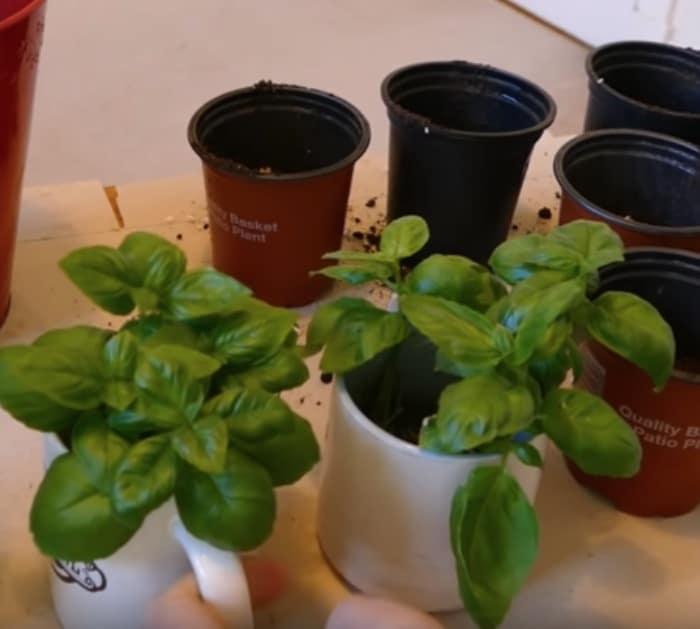 Grow an infinite number of basil plants from one mother plant