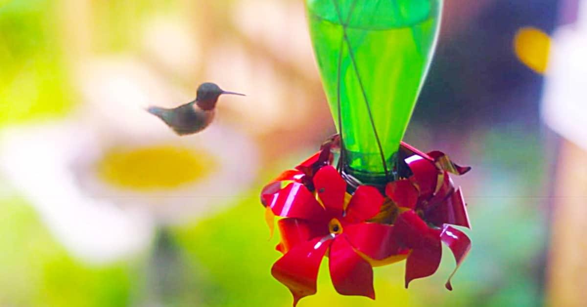 How To Make A Hummingbird Feeder From A Glass Bottle