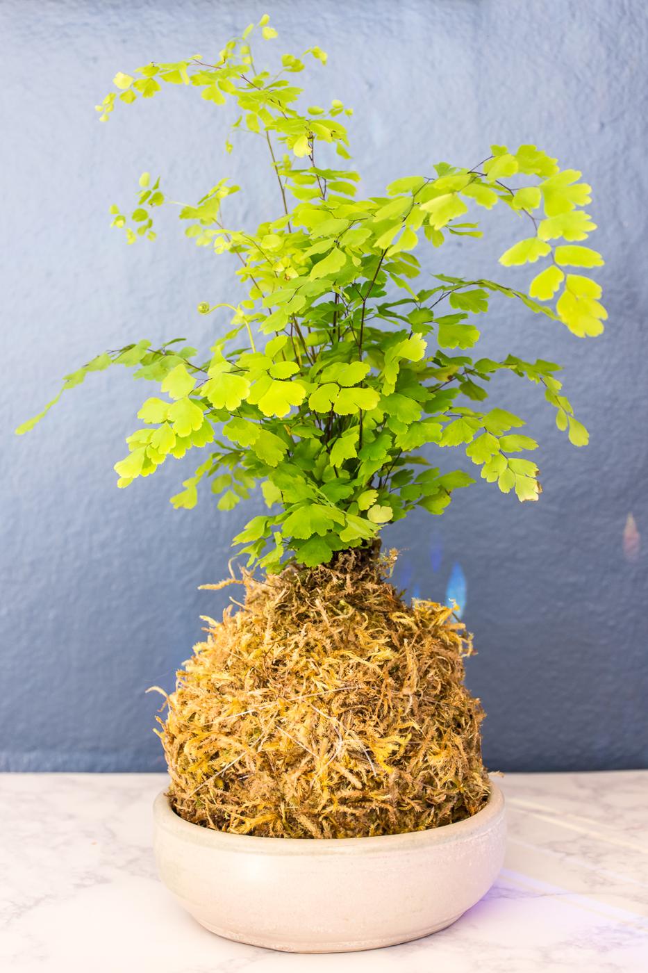 Kokedama moss ball with a bright green maidenhair fern sitting in a shallow stone dish on marble against a blue wall