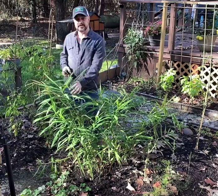 How To Plant Store-Bought Ginger Roots