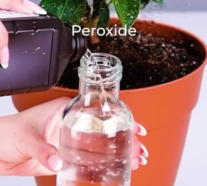Cheap Plant Parenting Hacks