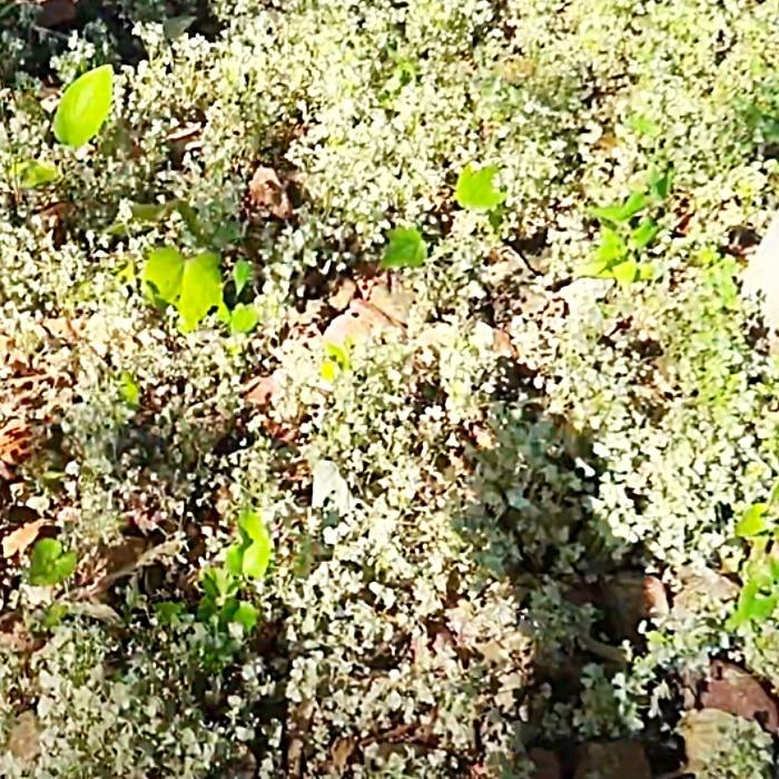 DIY Weed Killer Recipe - How To make Non Toxic Weed Killer - Vinegar Hacks