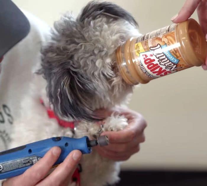 Easy Dog Nail Trimming Tips and Hacks