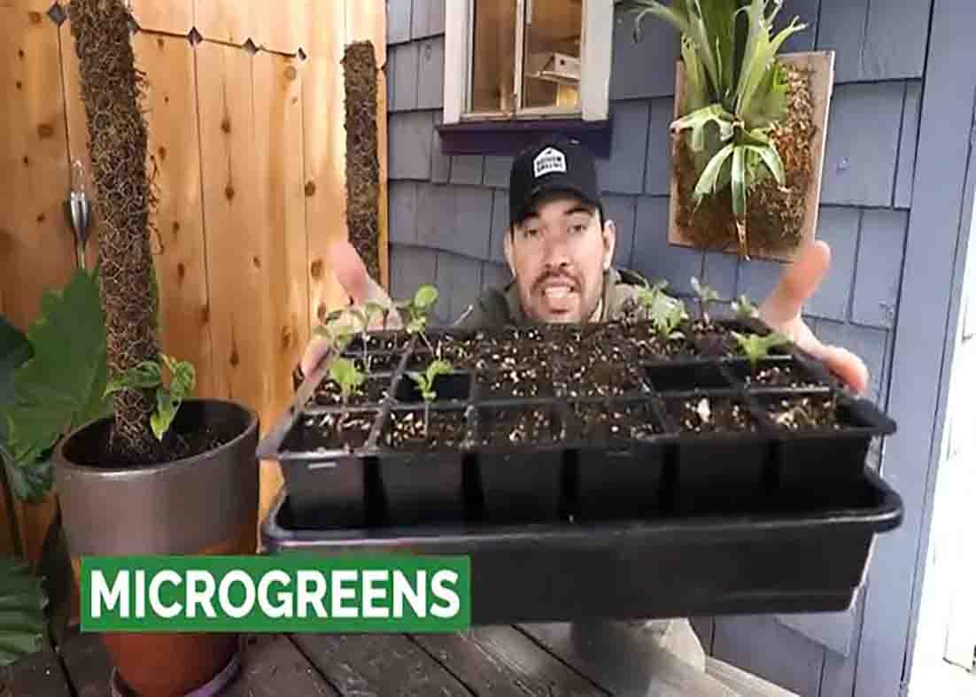You can harvest microgreens in under one month