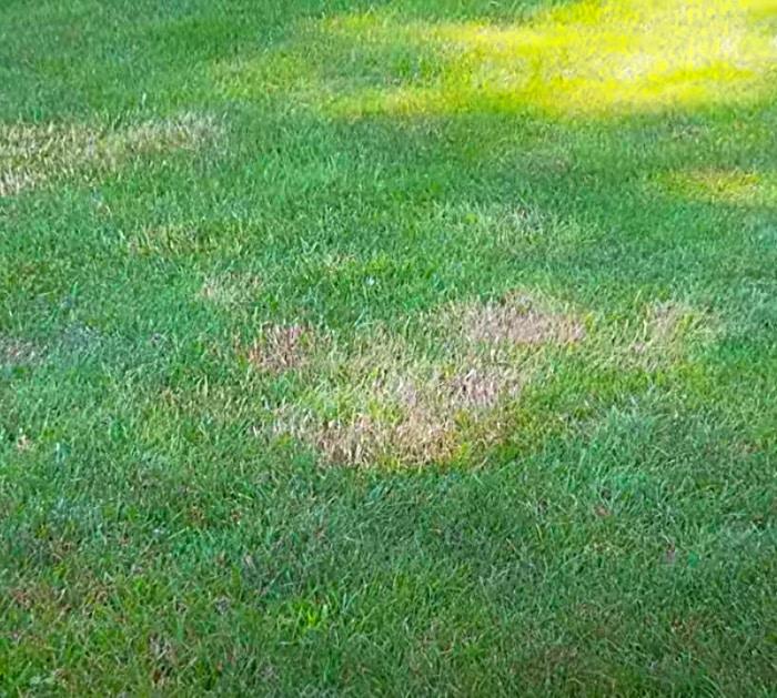 Kill crabgrass and clover in the lawn