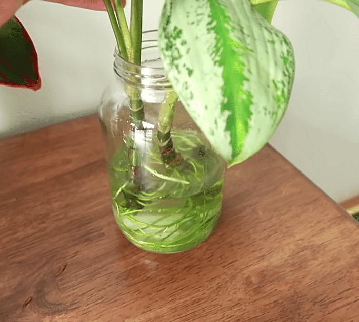 8 Indoor Plants That Can Grow In Water Aglonema