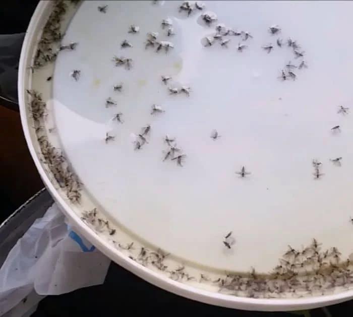 How to Get Rid of Gnats (2)