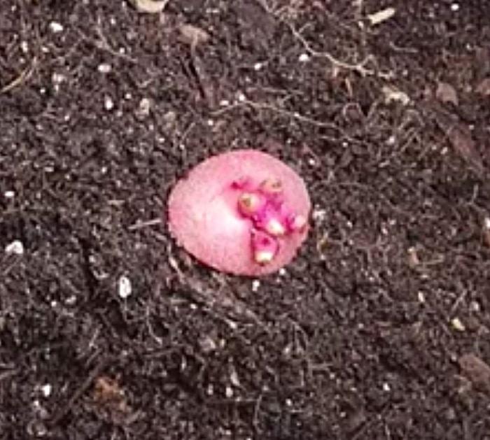 Grow vegetables for survival gardening.