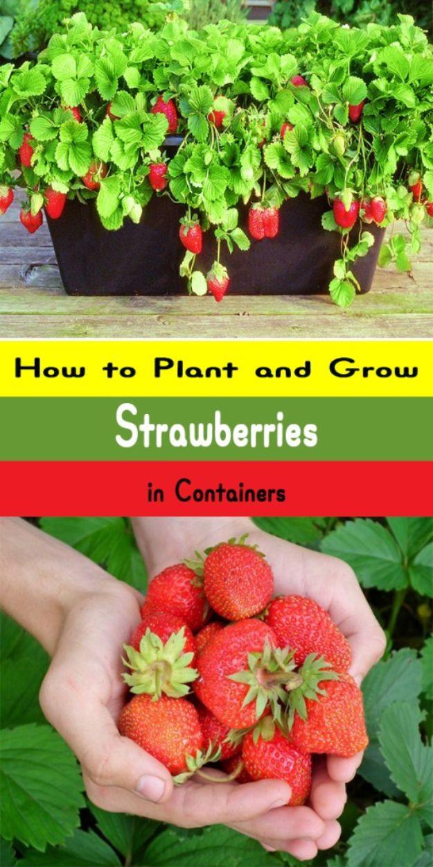 Growing strawberries in containers, a black trough planter spilling ripe red strawberries beside hands holding berries