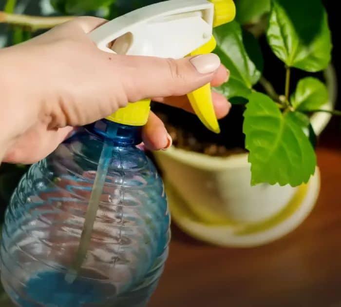 Get Rid of Most Insects Around Your Home Using This Trick Solution