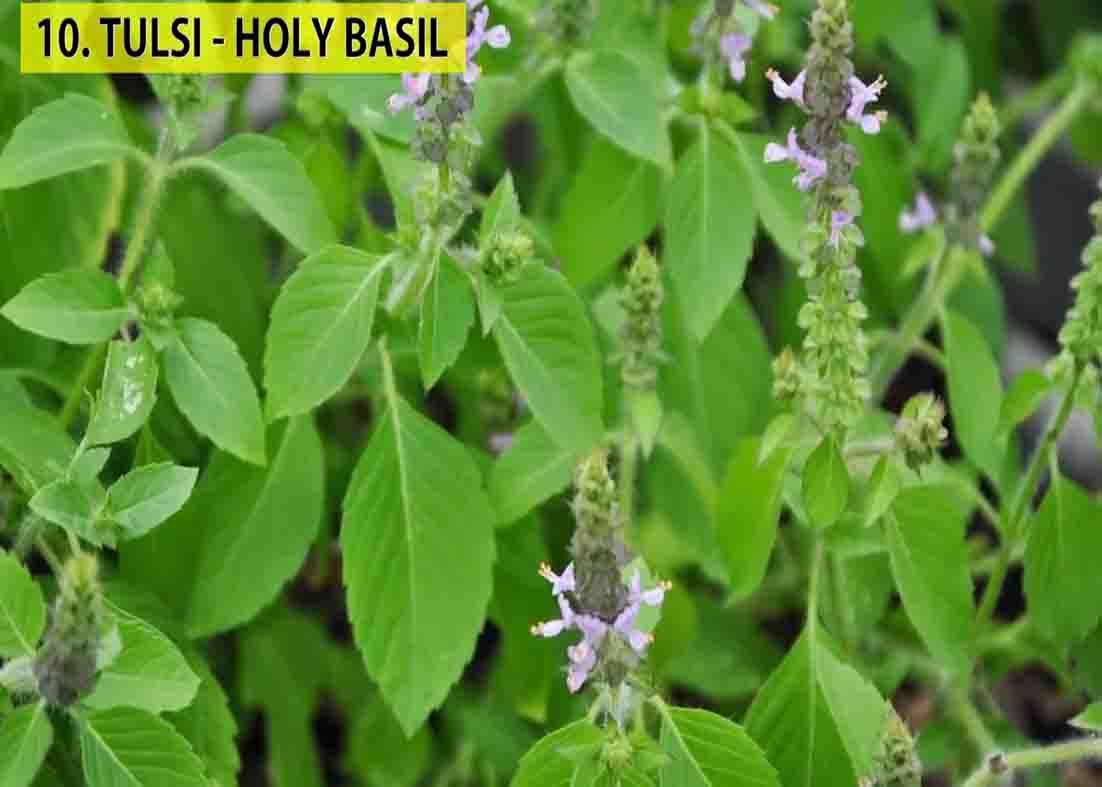 Holy basil is a good plant to keep indoors that produces lot of oxygen