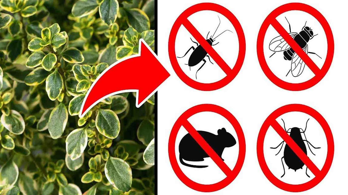 11 Pest-Repellant Plants For Your Home