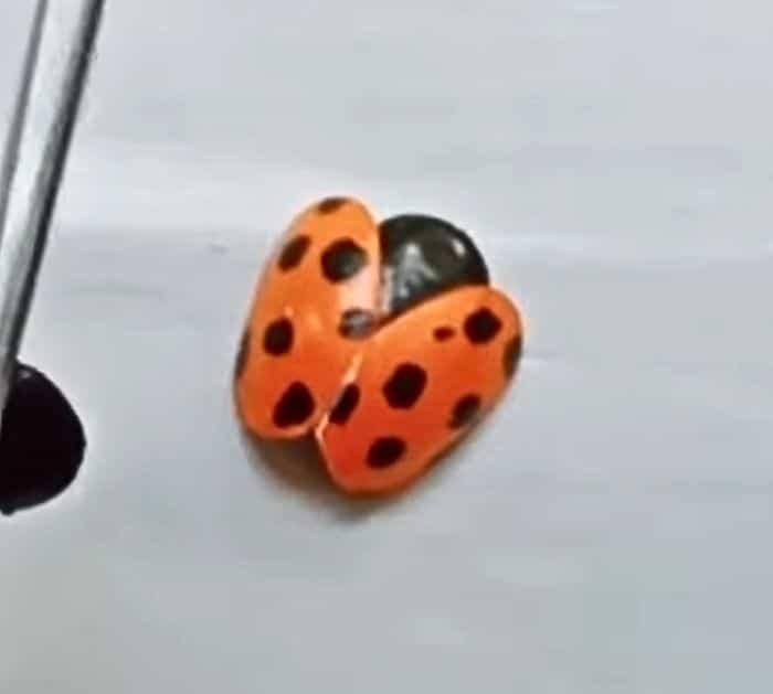 DIY Ladybug Materials