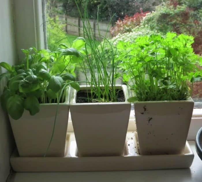 How to Grow Vegetables in Containers