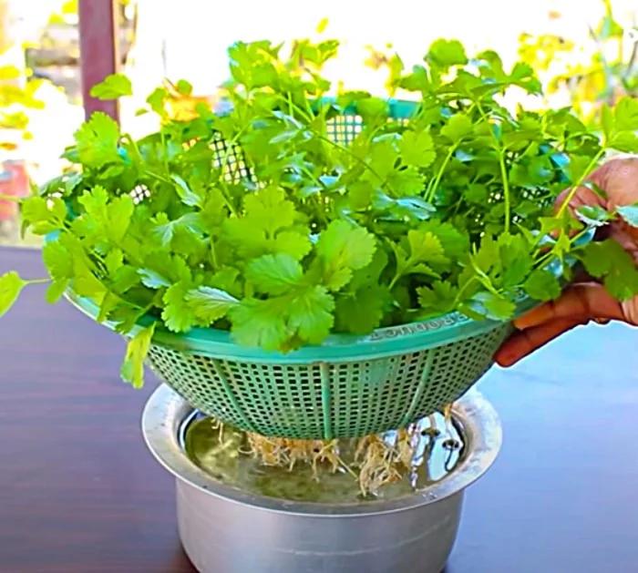 Grow coriander cilantro in a colander at home
