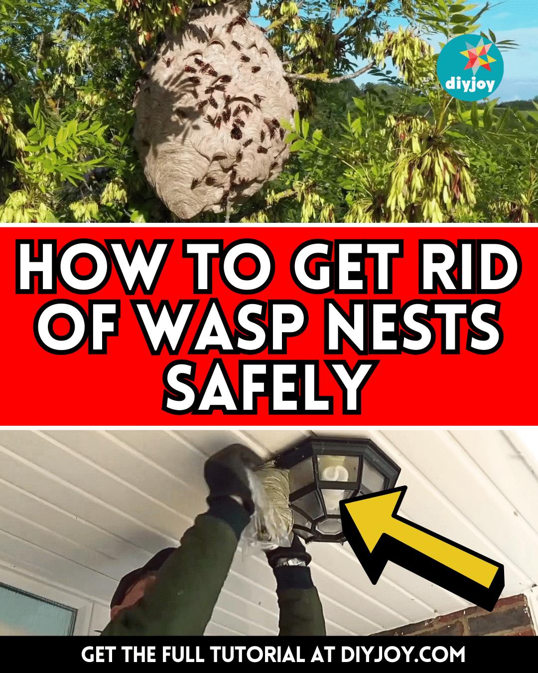 How to Get Rid of Wasp Nests Safely
