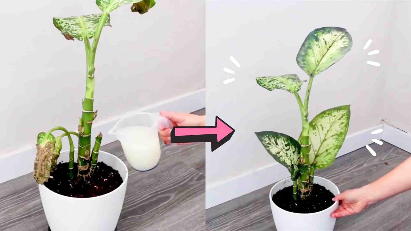 4 Tips To Keep Your Plants Healthy