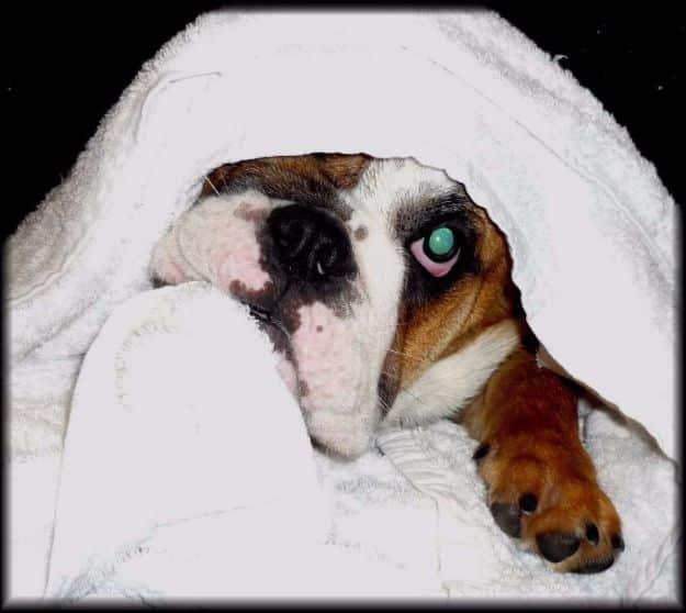 DIY Dog Grooming Tutorials - Cleaning Tearstain - Cool and Easy Ways to Wash, Groom and Style Your Pets Fur - Trim Toenails, Brush Teeth, Bath, Trim and Clip Dogs Fur - Hair - Remo
