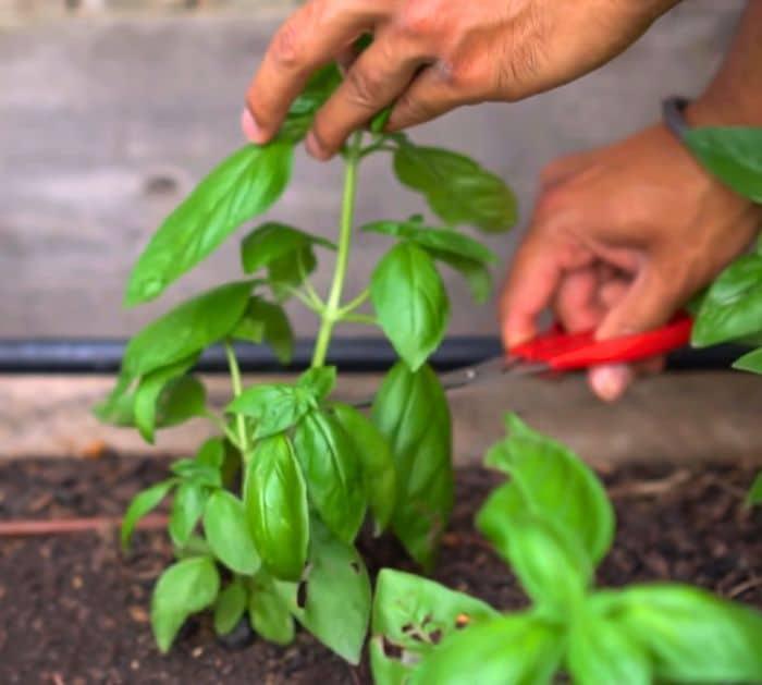 How to Prune a Basil