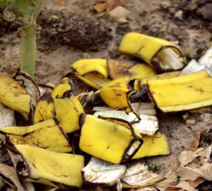 Banana Peel Fertilizer Tutorial