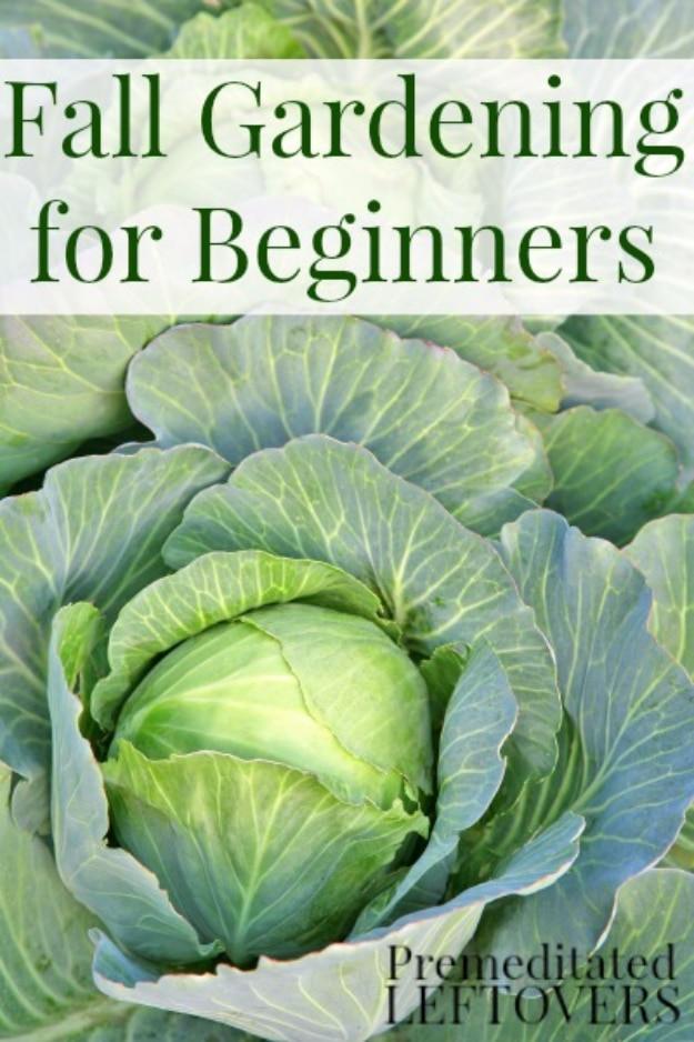 Graphic reading Fall Gardening for Beginners over a large green cabbage head with broad outer leaves