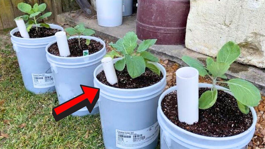 Inexpensive Wicking Bucket Containers