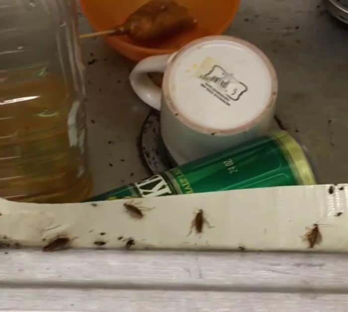 How to Make Cheap Cockroach Trap