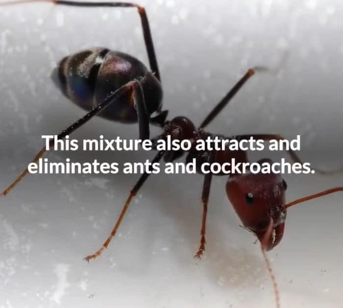 Easy Termites Repellent Tips and Tricks