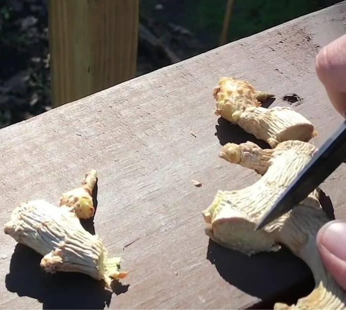 How To Grow Ginger From Store-Bought Ginger Roots
